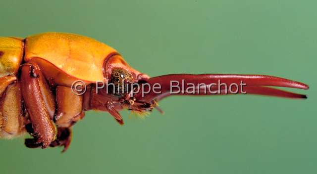 Fruhstorferia sexmaculata.JPG - Fruhstorferia sexmaculata (Portrait)Rutelide maleShining leaf chaferColeopteraScarabaeidaeRutelinaeMalaisie